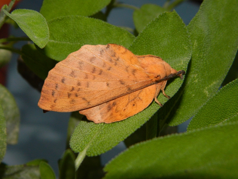 Gastropacha (Stenophylloides) populifolia